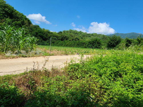  동면  팔랑리 관리지역  전485평    
