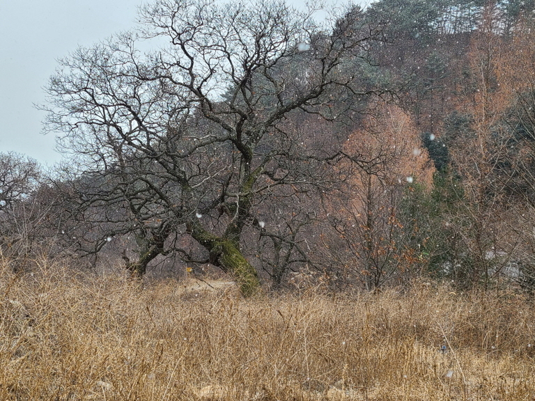 양구군  웅진리    전 326평 ,   관리지역   